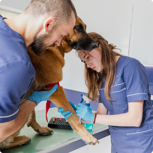 Pawsitively Perfect Pet Care image 1