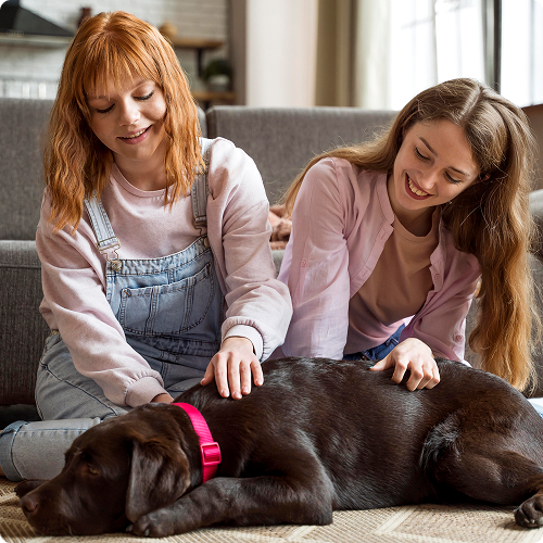 Pawsitively Perfect Pet Care image 2