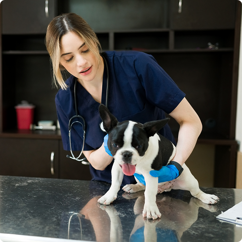 Pawsitively Perfect Pet Care image 3